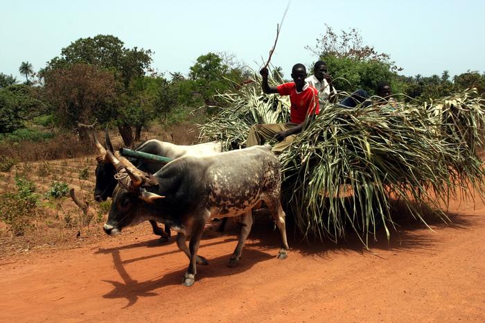 http://cdn21.podroze.smcloud.net/t/image/t/131218/gambia_324764.jpg